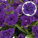 Bild von Calibrachoa double P12 Blue